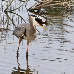 Great Blue Heron _0087