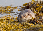 Otter - Lutra lutra