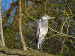 Grey Heron