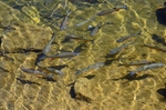 European Chub