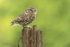 Little Owl