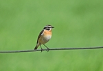 Whinchat