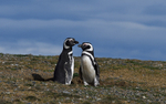 Magellanic Penguin