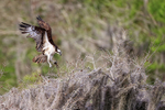 Osprey landing at nest, Blue Cypress Lake, Florida
