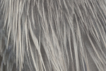 Great Blue Heron back feathers, Viera Wetlands, Florida
