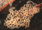 Aplysia punctata egg mass