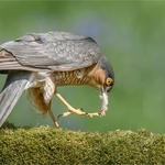 Sparrowhawk With Prey