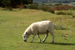 Ashdown Forest portfolio
