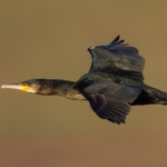 Cormorant