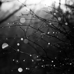 Melting Frost