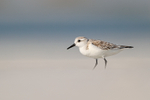 Sanderling standing still briefly, Fort De Soto, Florida