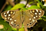 Speckled wood