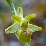 Early spider orchid subspecies (Ophrys incubacea = (also O. sphegodes ssp atrata) -apochromic form