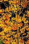 Backlit aspens 2