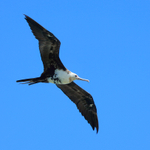 Great Frigatebird (juvenile) in flight, Kilauea Point, Kauai