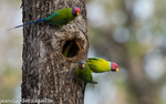 Plum-headed Parakeet.