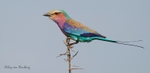 Lilac-breasted Roller