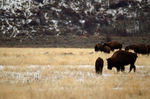 Scavengers Among Us