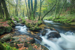 Golitha Falls