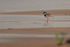 Pied Plover, Rio Sao Lourenco, Pantanal, Brazil