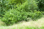 JUNE 2014  -7