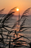 Looe Sunrise at Hannafore portrait