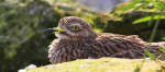 Stone Curlew