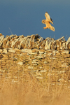 Short-eared Owl landing on a stone wall, Hawling, Gloucestershire