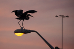 Great Blue Heron at dusk, Fort De Soto, Florida