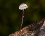 Holly Parachute