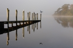 Lakeland Mist 2