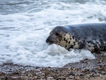 Atlantic Grey Seal