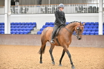 Class 22 - BSHA Ridden Hack & Riding Horse portfolio