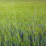 New barley I
