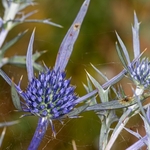 Amethyst eryngo, Italian eryngo (Eryngium amethystinum)