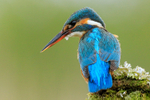 Kingfisher (female) perched, Scotland