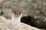 Stoat Kit. Conway, ref st 15