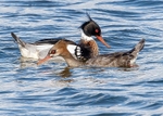 Red-breasted Merganser 1