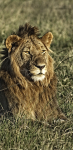 African Lion