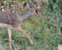 Close-up of Kirk's Dik-dik
