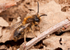 Andrena clarkella (m)