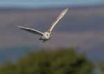 Barn Owl