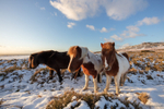 Dartmoor Ponies