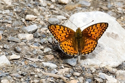 Niobe Fritillary