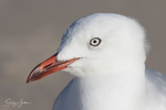 Gull Portrait 3