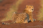 Male cheetah at sunrise