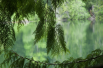 Cedar view