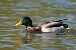Mallard
