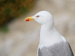Yellow-legged Gull closeup, Gibraltar
