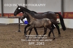 BPP_2083
